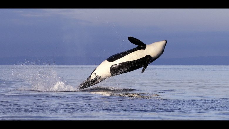 Great Wildlife Moments movie poster