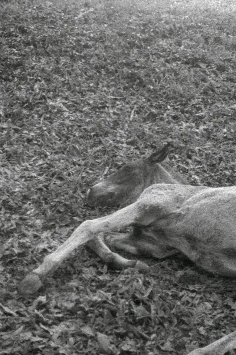 Black Beach/Horse/Camp/The Dead/Forces