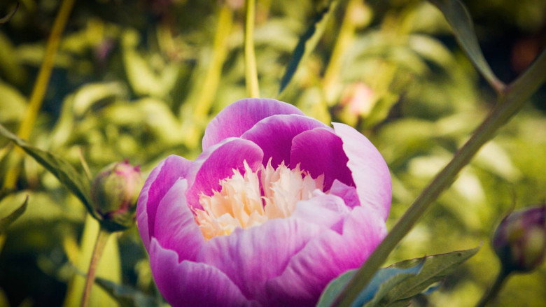 The peony garden