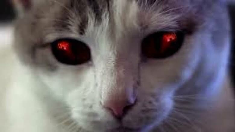 Hell’s Kitty (2018)