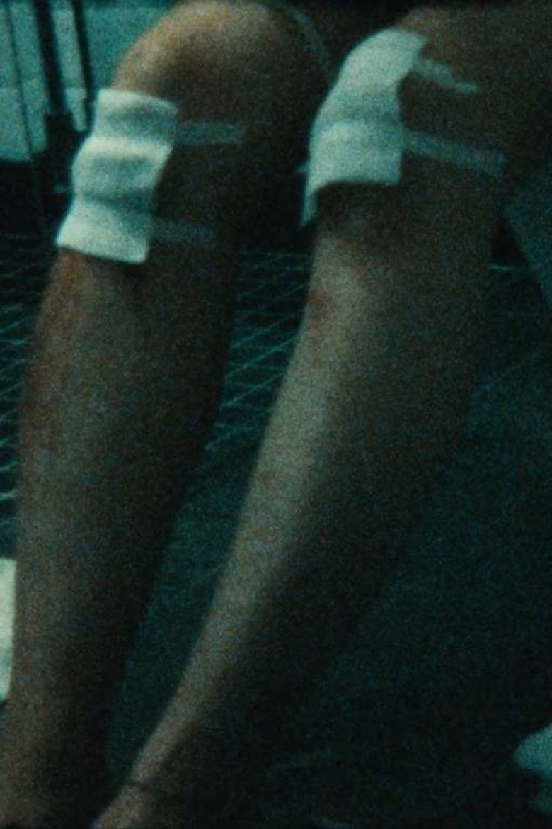 Imatge de Glistening Seagull