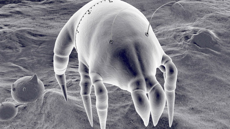 Imatge de Gonna Get Along Without You Now (Dustmite)