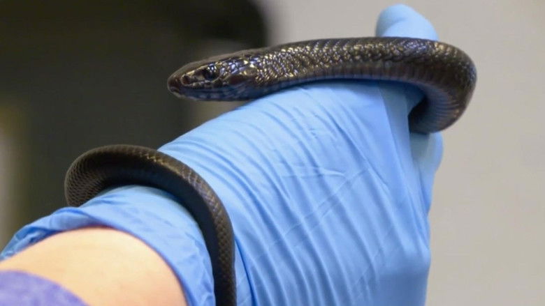 Still image for Secrets of the Zoo: North Carolina season 1 episode 3: Hiss and Hers Still image for Secrets of the Zoo: North Carolina season 1 episode 3: Hiss and Hers