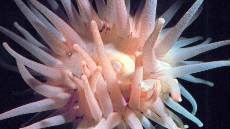 The Intertidal Zone image 1