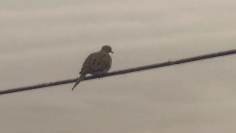 Bird on a Wire