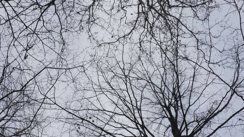 Image d'arrière-plan 1 du film What Happened to Leo?