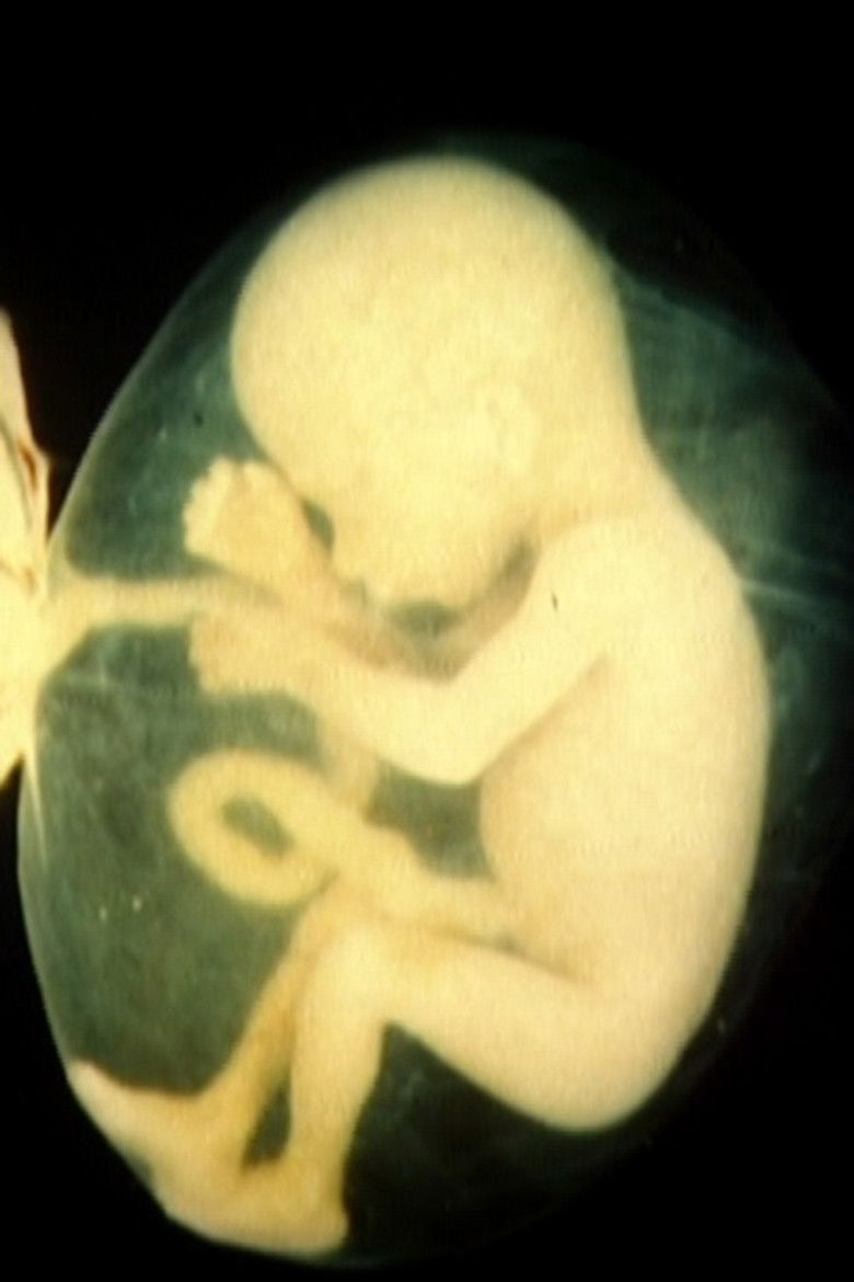 Imatge de Schwangerschaft und Geburt