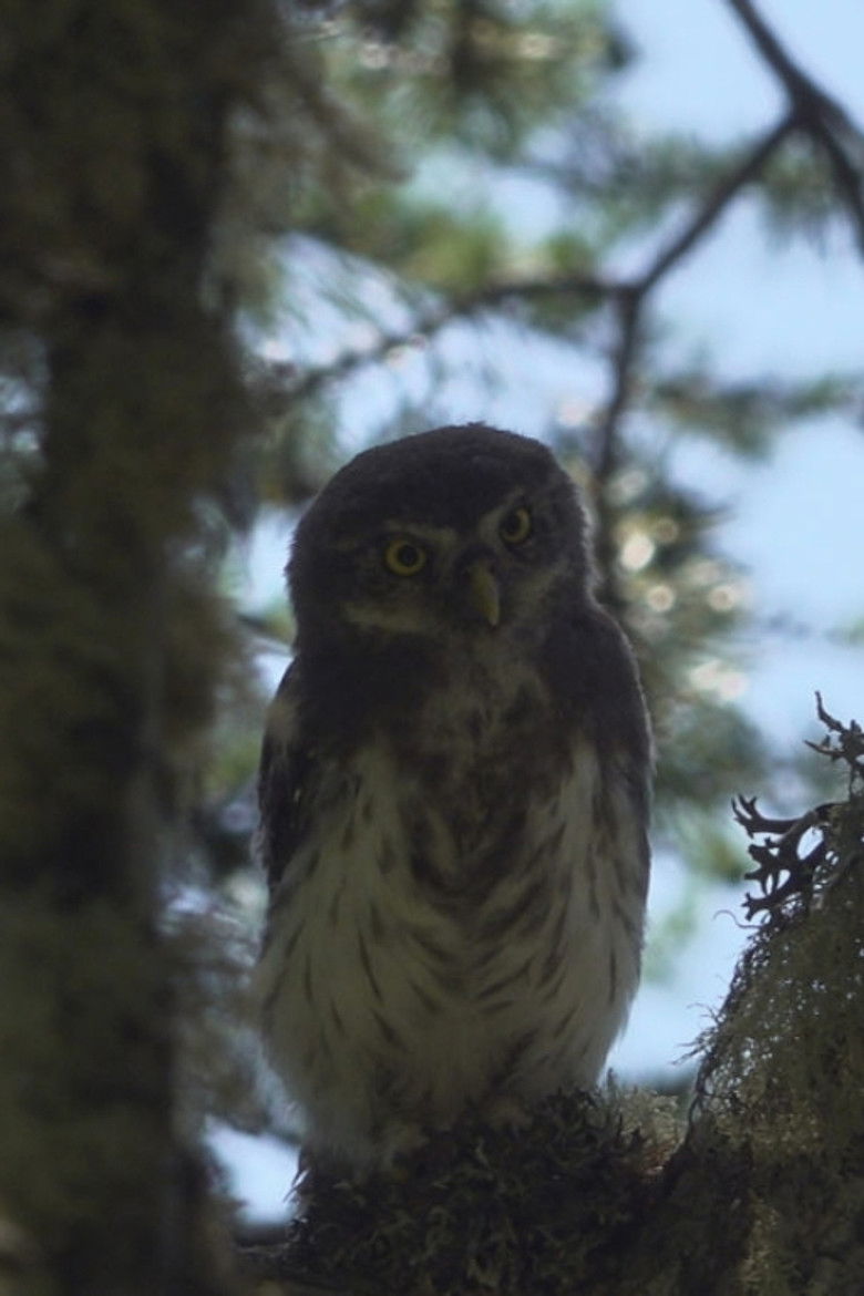 Imatge de Ceux de la nuit