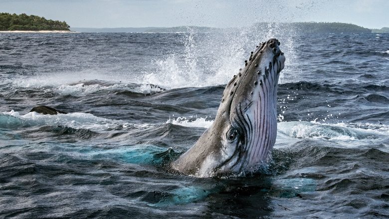 Voir Les Secrets des Baleines en streaming vf sur streamizseries.com