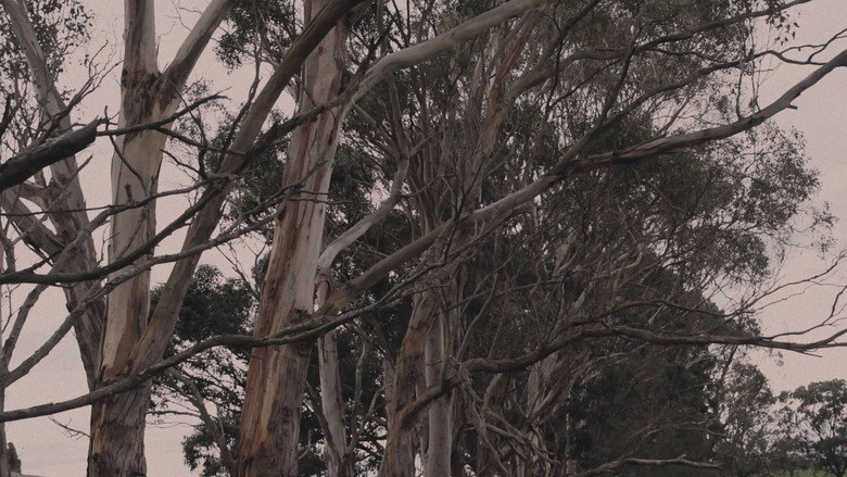WHITEGUM