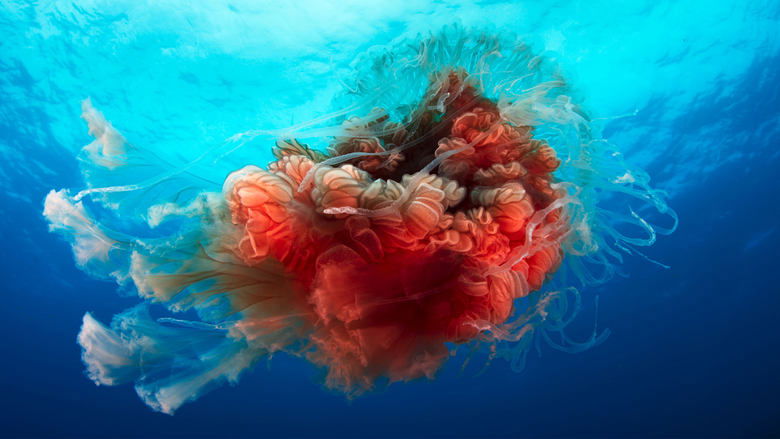 where to watch blue planet where to watch blue planet