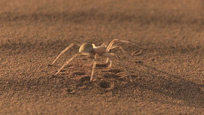 Still image for Biomimikry - Natürlich genial! season 1 episode 3: Episode 3