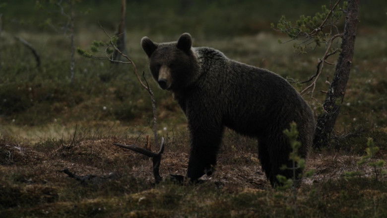 Still image for Stories from the Forest season 1 episode 8: Episode 8 Still image for Stories from the Forest season 1 episode 8: Episode 8