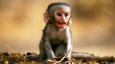 Still image for All About Animals season 1 episode 25: Episode 25