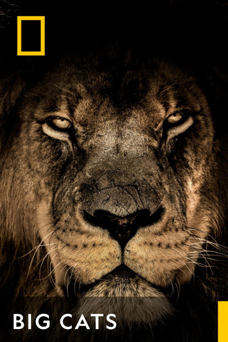 Official poster for Big Cats