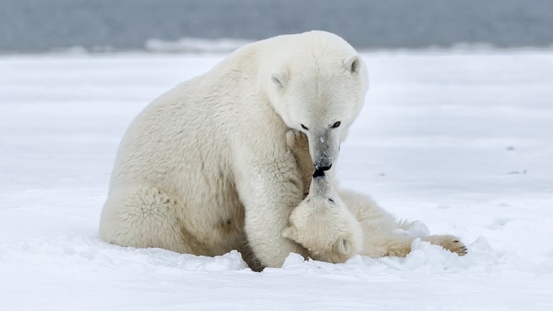 Polar Bear Week with Nigel Marven