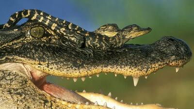 Still image for All About Animals season 1 episode 12: Episode 12