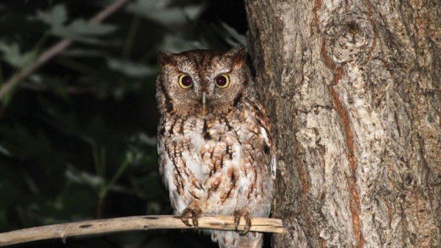 Still image for The National Geographic Guide to Birding in North America season 1 episode 12: Birding at Night