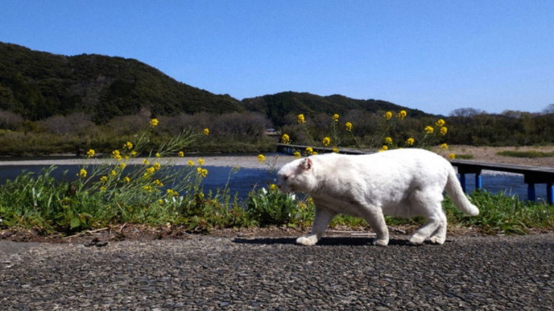Still image for Mitsuaki Iwago's World “Cats” Travelogue season 1 episode 93: Shimanto and Tosashimizu Still image for Mitsuaki Iwago's World “Cats” Travelogue season 1 episode 93: Shimanto and Tosashimizu