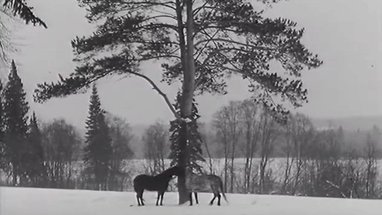 The Horse Walker (1969)