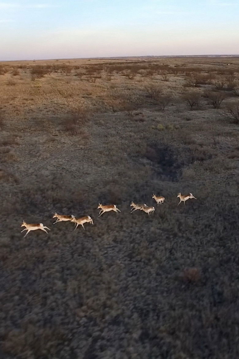 Imatge de Les Antilopes