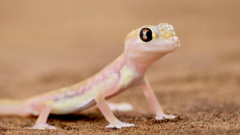 Still image for Namibia’s Natural Wonders season 1 episode 1: Life at the Limit Still image for Namibia’s Natural Wonders season 1 episode 1: Life at the Limit