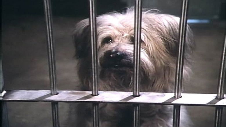 Still image for Here's Boomer season 1 episode 15: Boomer in the pound