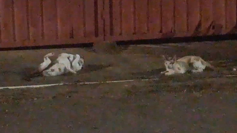 Imatge de Gatos e Câmeras