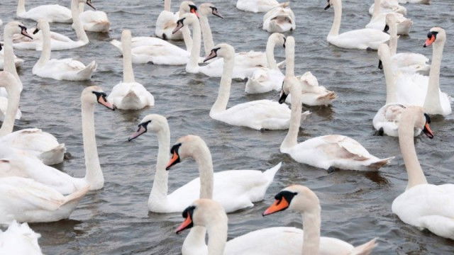 Still image for The National Geographic Guide to Birding in North America season 1 episode 14: Waterbirds, Shorebirds, and Game Birds