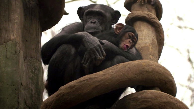 Still image for Secrets of the Zoo: North Carolina season 1 episode 1: Chimp Off the Old Block Still image for Secrets of the Zoo: North Carolina season 1 episode 1: Chimp Off the Old Block