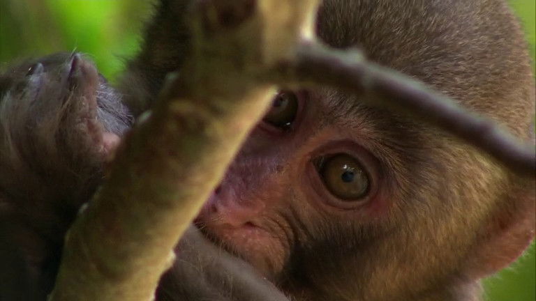 Still image for If I Were an Animal season 1 episode 42: If I Were a Japanese Macaque Still image for If I Were an Animal season 1 episode 42: If I Were a Japanese Macaque