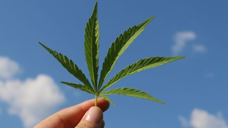 Cannabis sur ordonnance movie poster