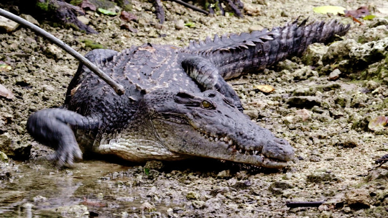 Still image for Wonders of the Ocean season 1 episode 2: Predator or Prey