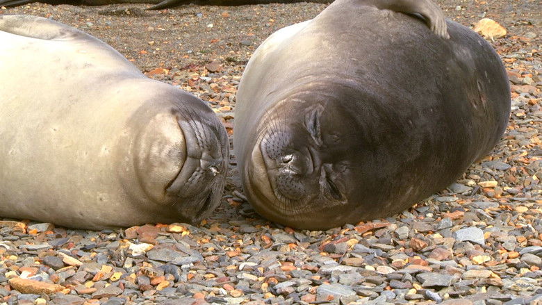 Still image for 72 Cutest Animals season 1 episode 11: Showtime Still image for 72 Cutest Animals season 1 episode 11: Showtime