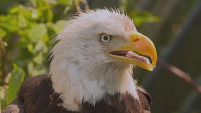 Still image for Wild Wild East season 1 episode 3: Sky Still image for Wild Wild East season 1 episode 3: Sky