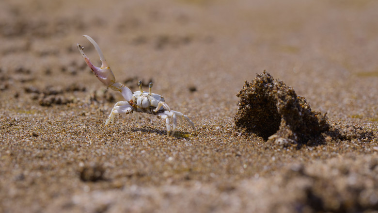 Still from The Secret Lives of Animals - ซีซัน 1 ตอน 8