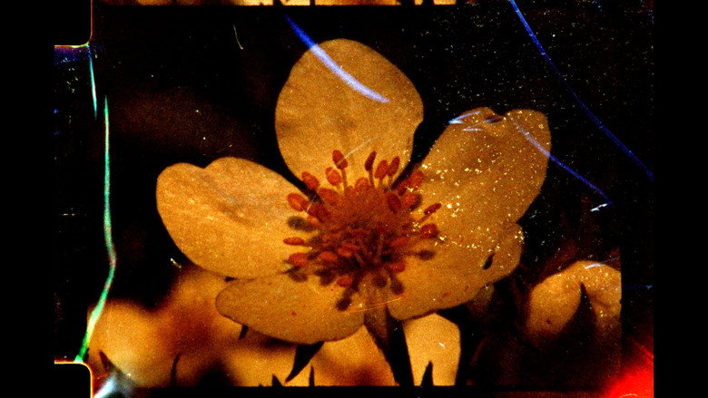 À fleur de cendres