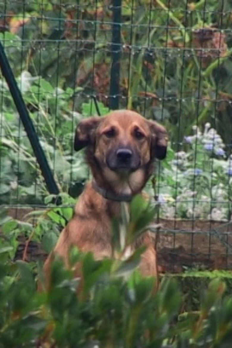 Imatge de Olho Animal