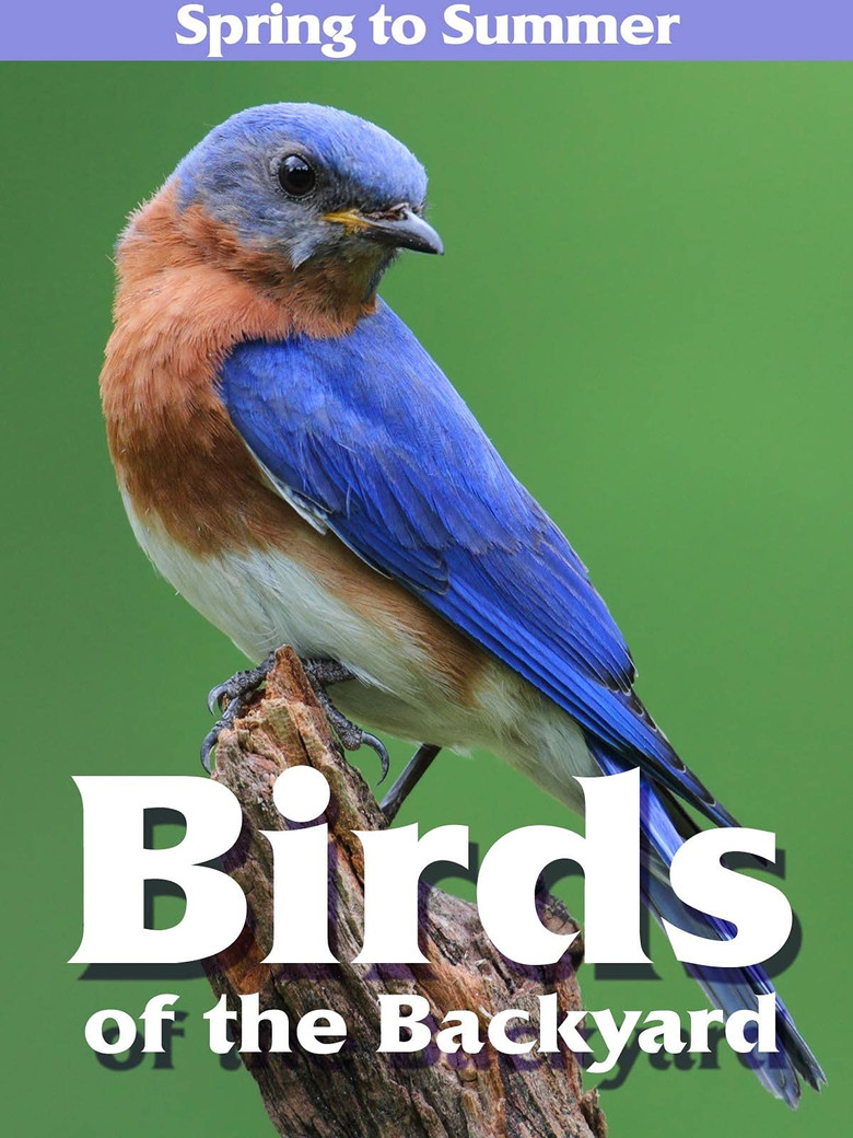 Imatge de Birds of the Backyard: Spring in to Summer