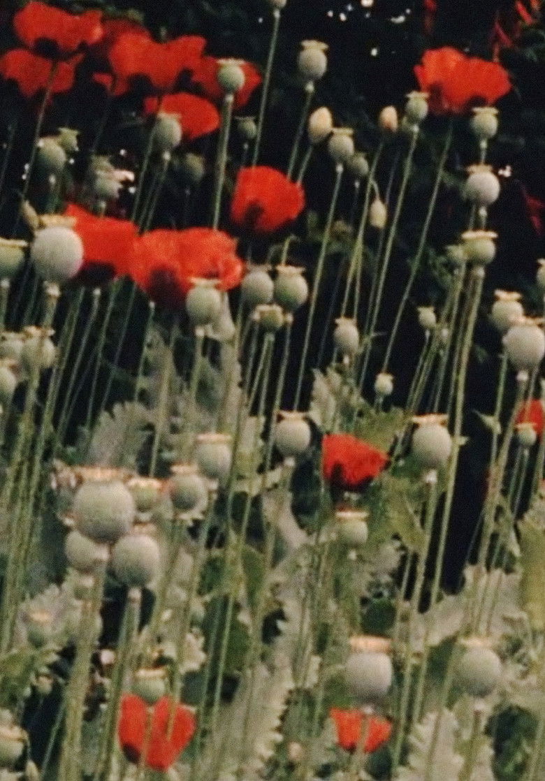 Imatge de Colour Poems