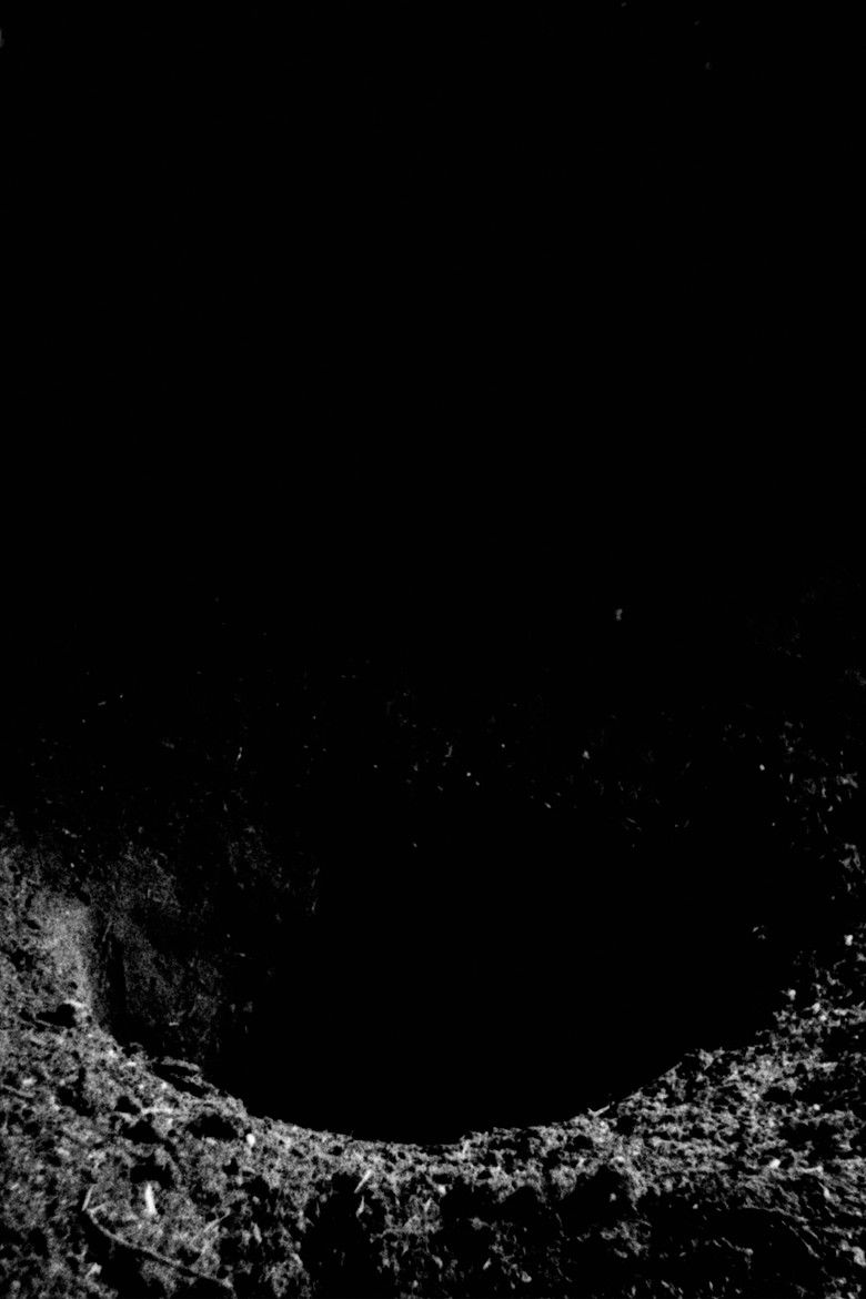 Imatge de Why Do Ants Go Back To Their Nest?