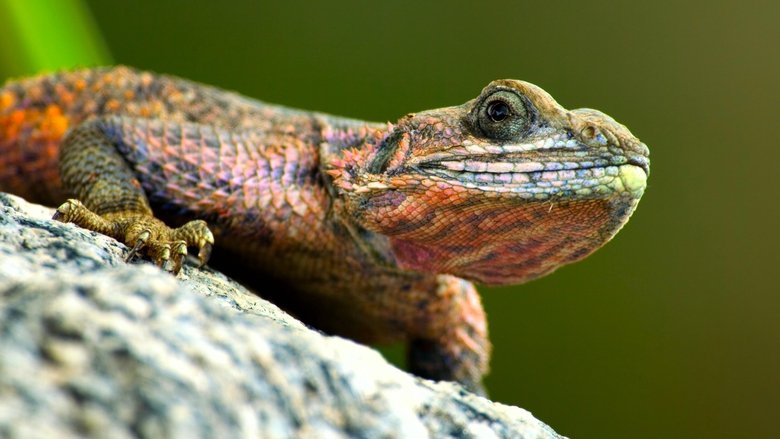 Still image for Tiny World season 1 episode 1: Savannah