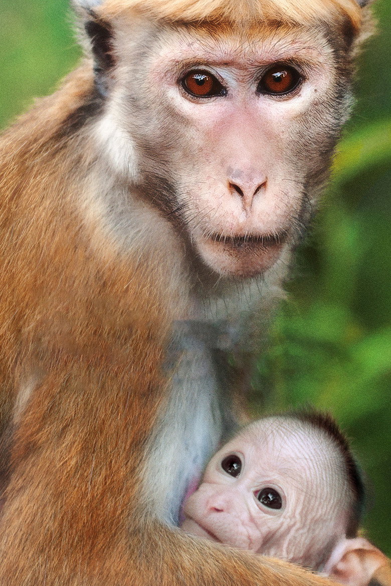 Imatge de Monkey Kingdom