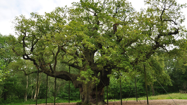 Still image for Terry Jones' Medieval Lives season 1 episode 7: The Outlaw Still image for Terry Jones' Medieval Lives season 1 episode 7: The Outlaw