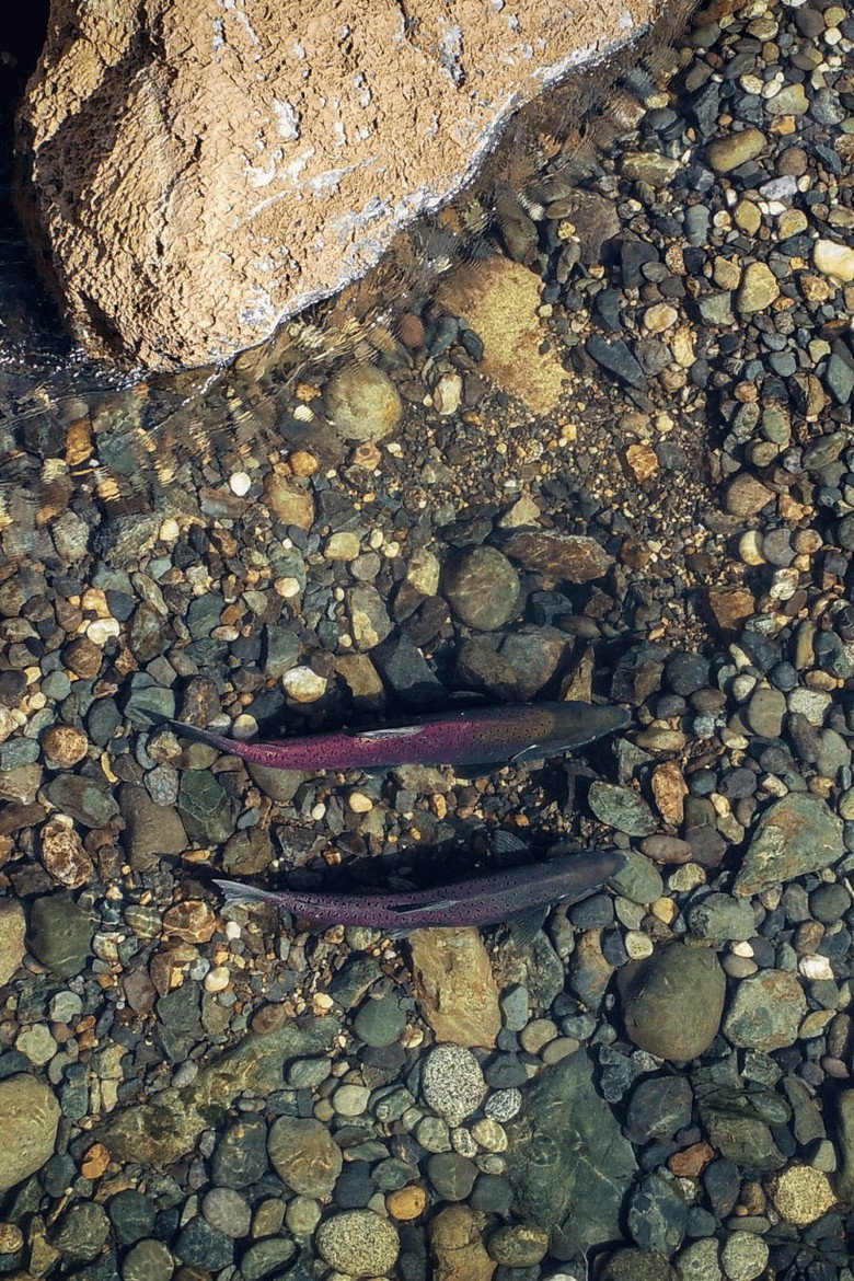 Yuba Salmon Dance background