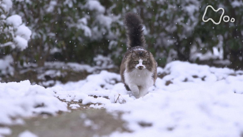 Still image for Mitsuaki Iwago's World “Cats” Travelogue season 1 episode 123: Tokushima Still image for Mitsuaki Iwago's World “Cats” Travelogue season 1 episode 123: Tokushima