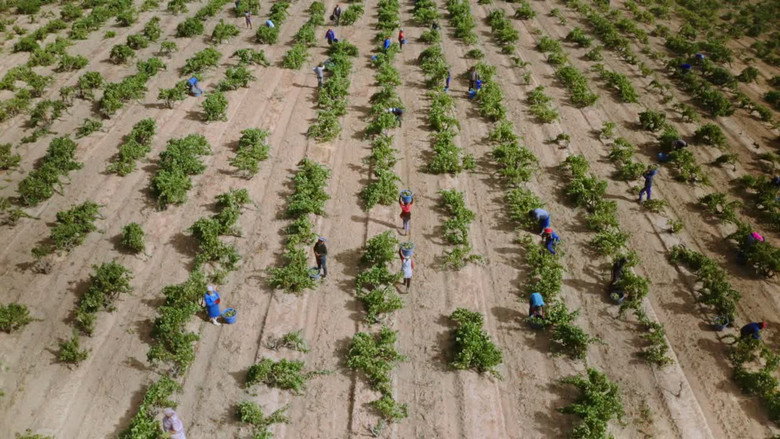 Toxic Harvest still