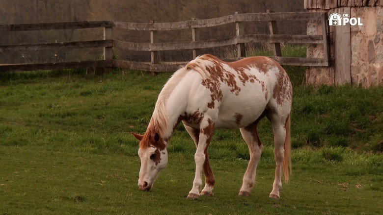 Still from Der unglaubliche Dr. Pol - Season 24 Episode 1