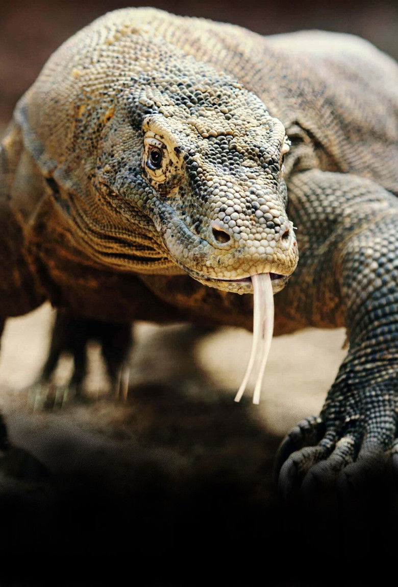 Imatge de Les monstres de Komodo : une histoire d'amour