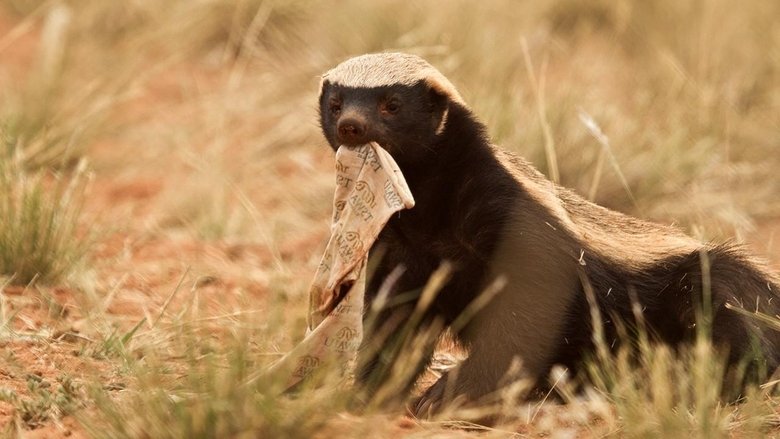 A Vida Secreta do Ratel poster